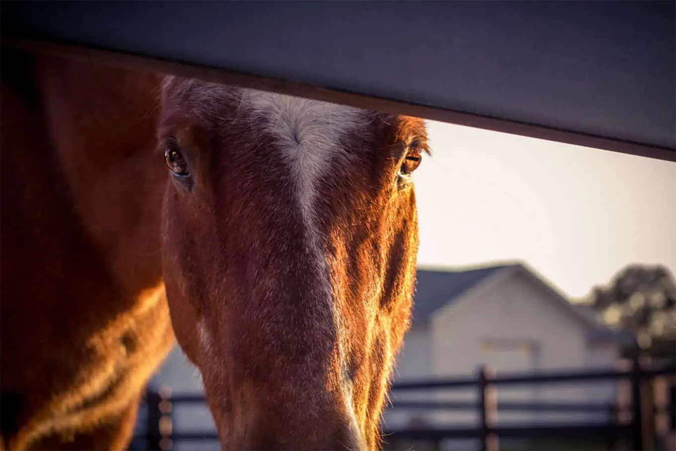 Barbed Wire Fence: Is It Ever Right for Horses or Cattle?