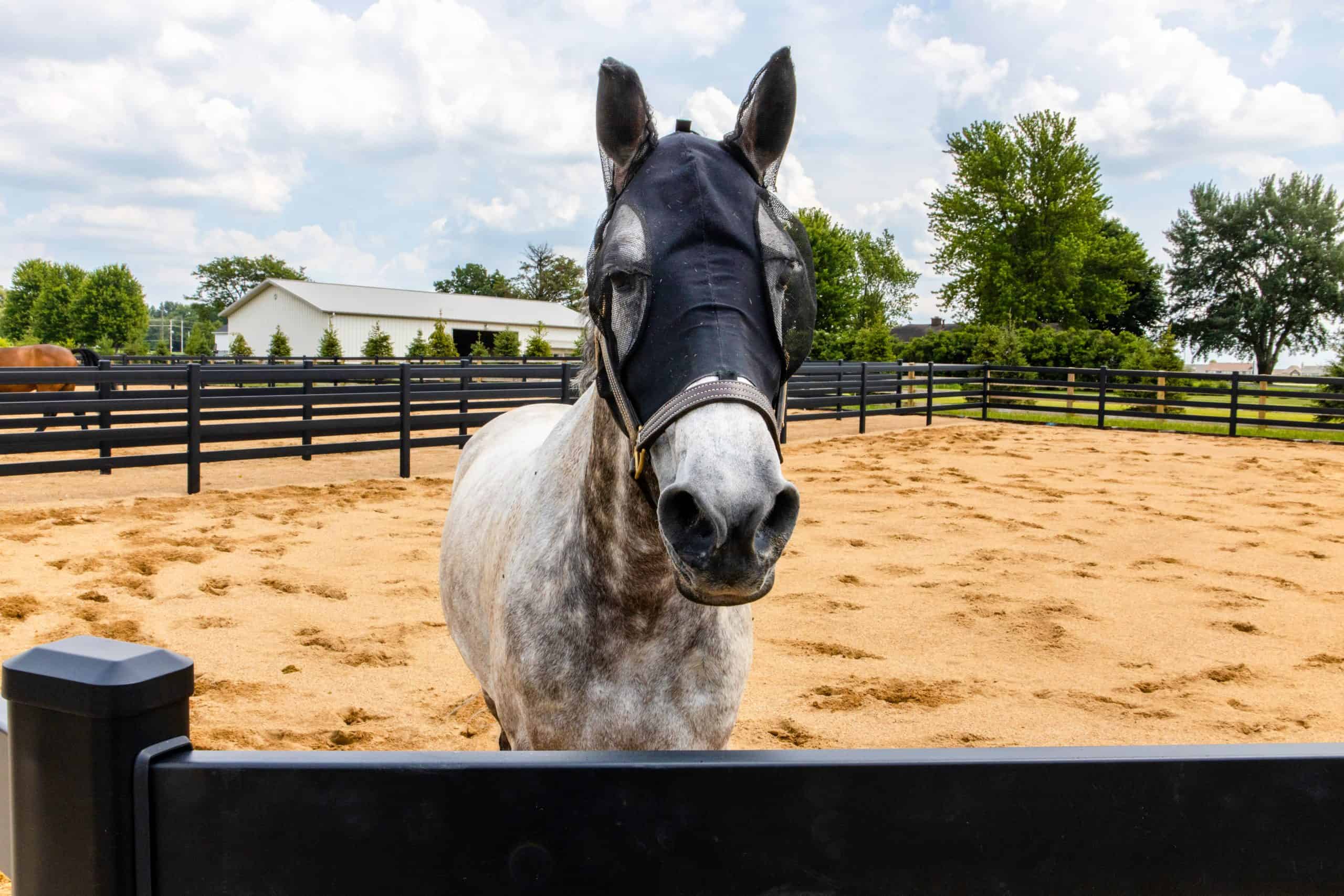 7 Most Common Horse Injuries (And How to Prevent Them)