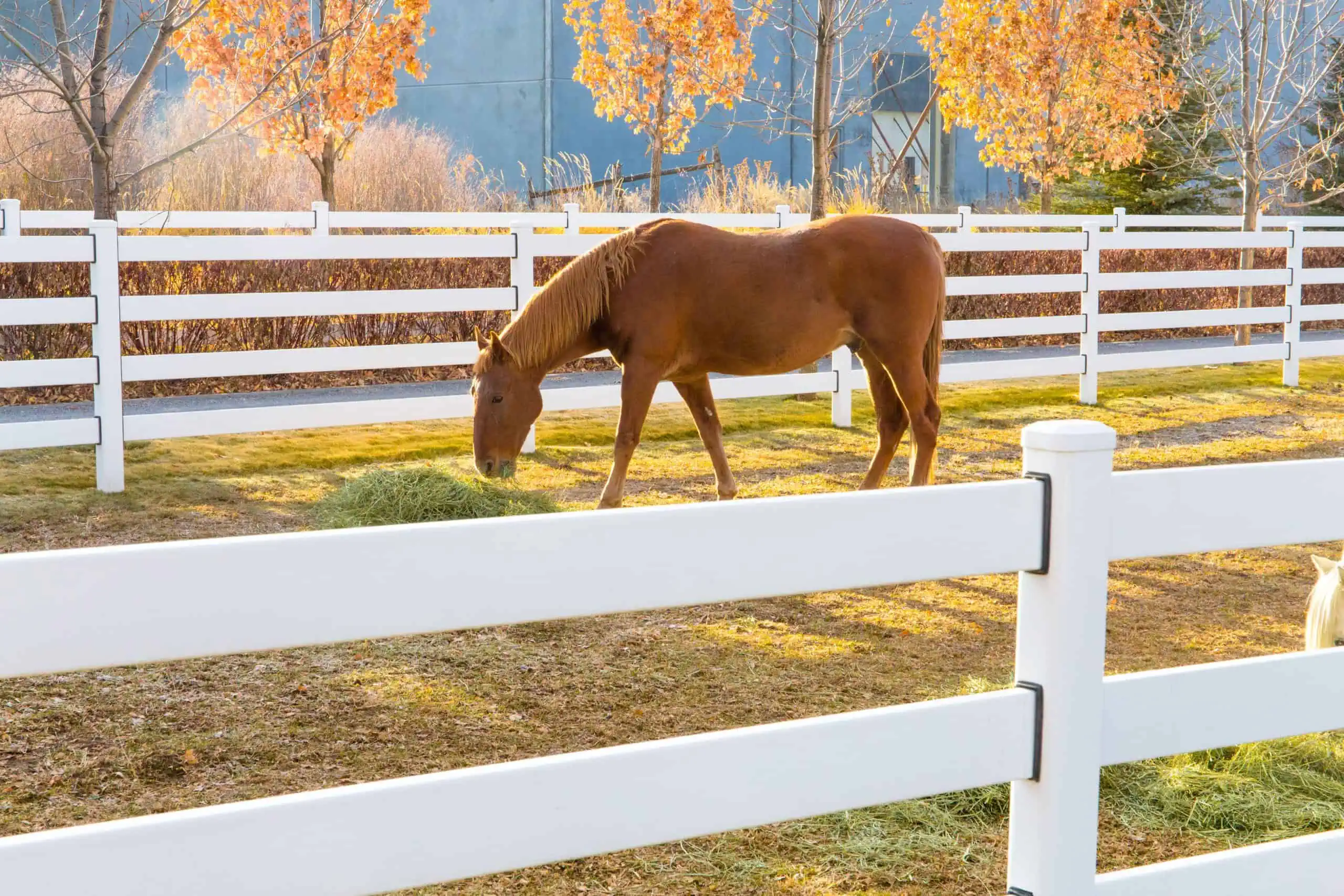 Slip Board Fencing: Can You Trust It with Your Horses?