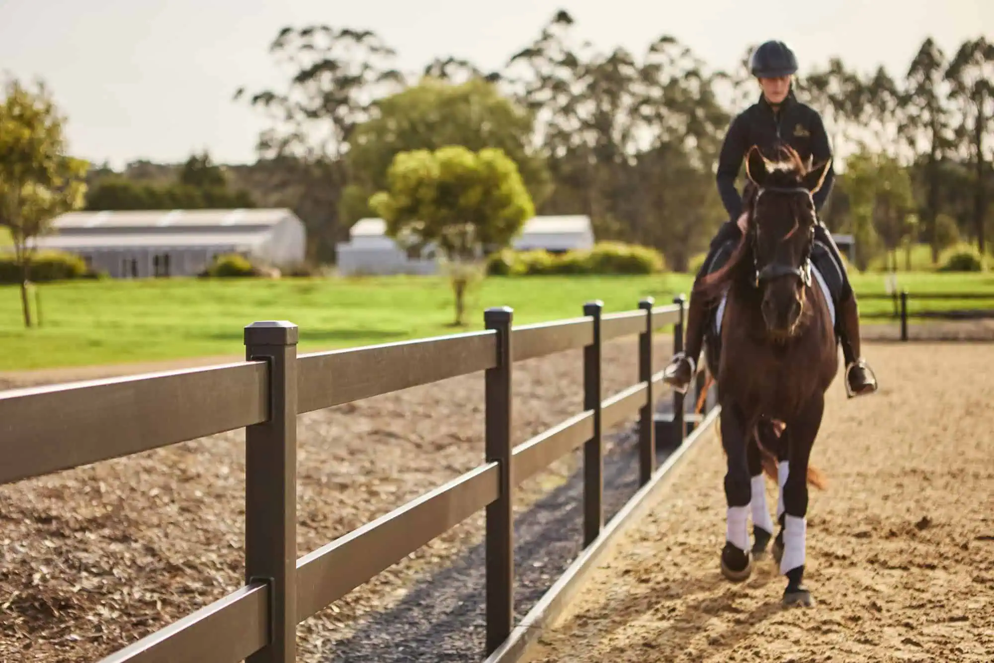 Horse Care 101: What Every Horse Owner Needs to Know
