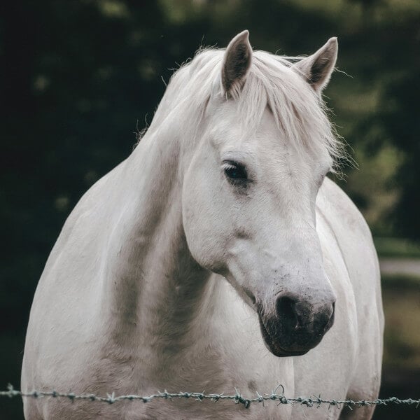 Drawbacks of Wire Fences