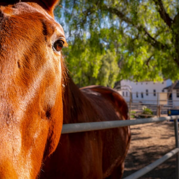 Metal Pipe Horse Fence