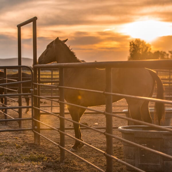 Pipe Horse Fence