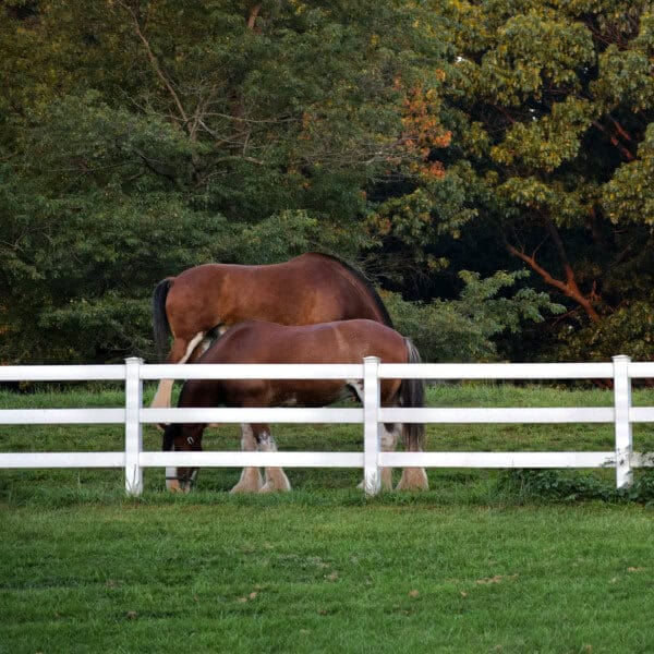 Steel vs Vinyl Fencing for Horses