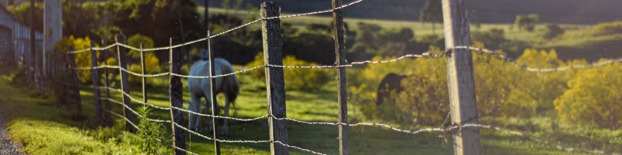 Wire Fence vs Steel Board Fence For Horses