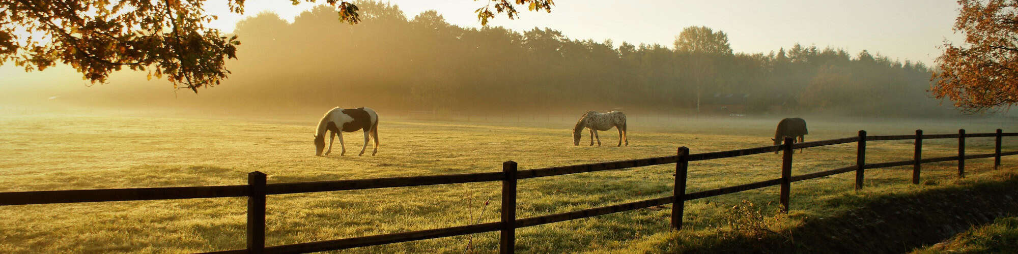 Wood Fence vs Steel Board Fence for Horses